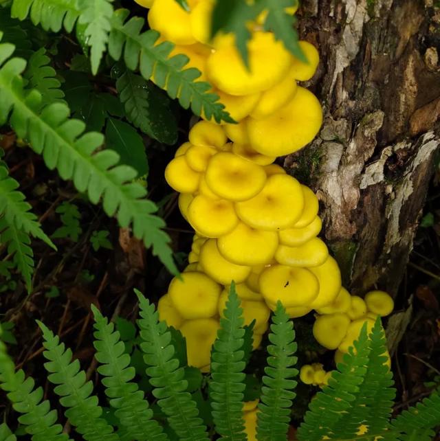 國(guó)家蘑菇地理：中國(guó)哪里的蘑菇最好吃？