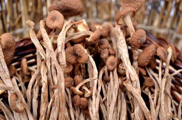 國(guó)家蘑菇地理：中國(guó)哪里的蘑菇最好吃？